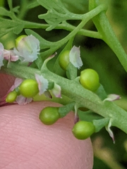 Fumaria densiflora