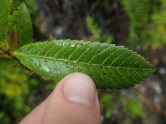 Caldcluvia paniculata
