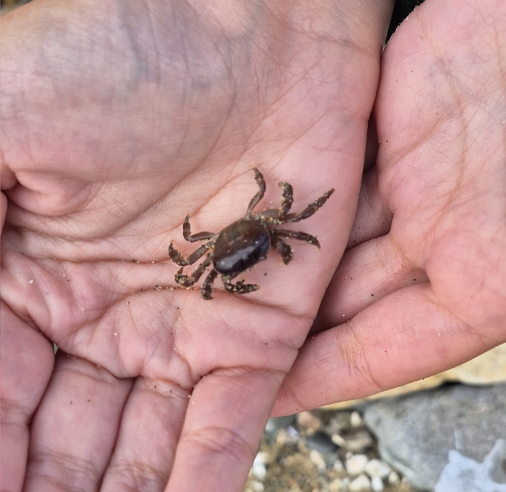 Chilean shore crab