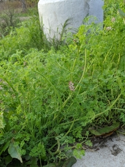 Fumaria densiflora