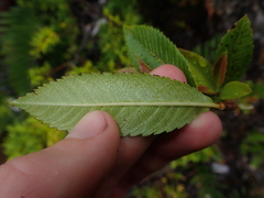 Caldcluvia paniculata