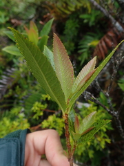 Caldcluvia paniculata