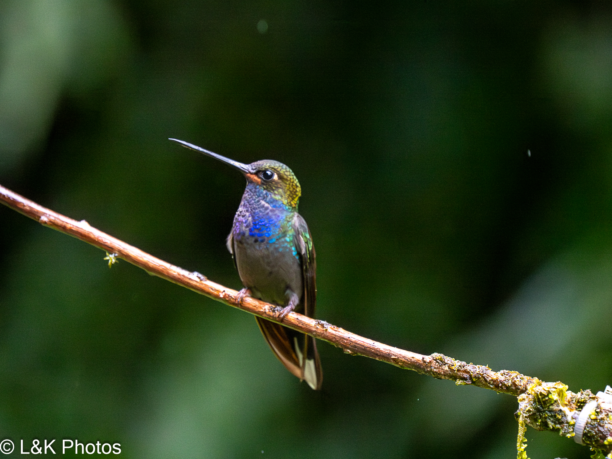 Rufous-gaped Hillstar (Urochroa bougueri), photo 10
