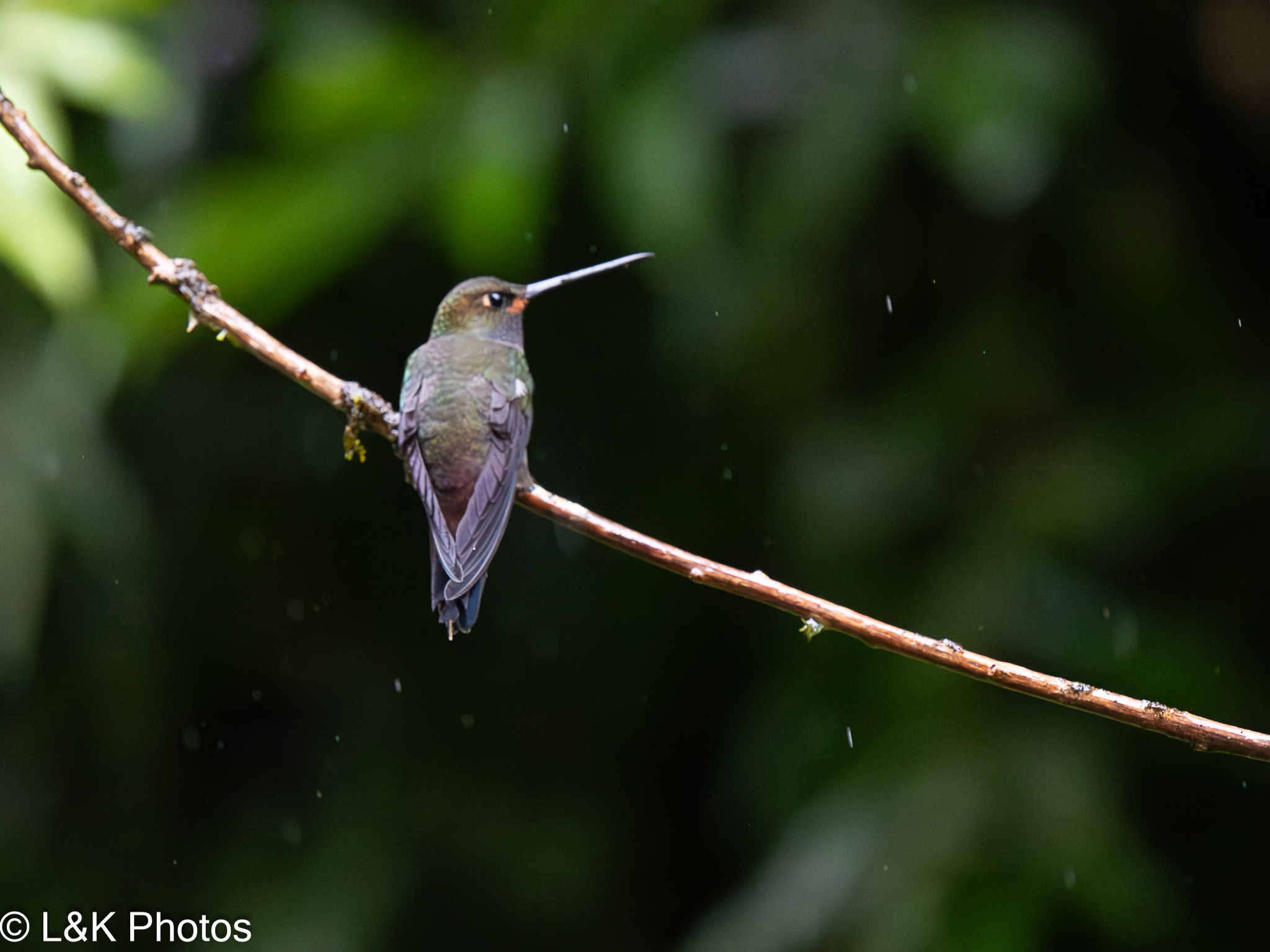 Rufous-gaped Hillstar (Urochroa bougueri), photo 8