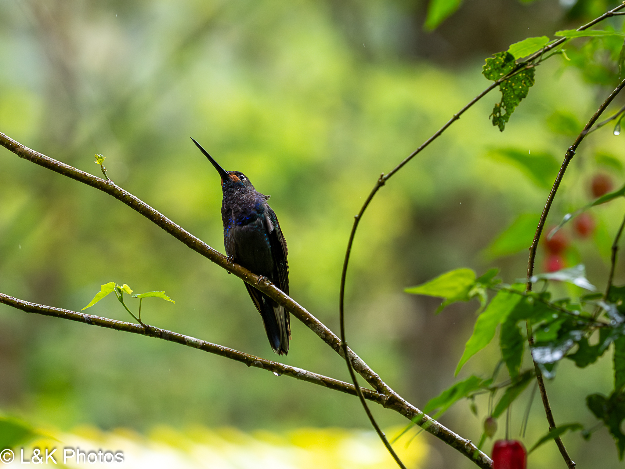 Rufous-gaped Hillstar (Urochroa bougueri), photo 9