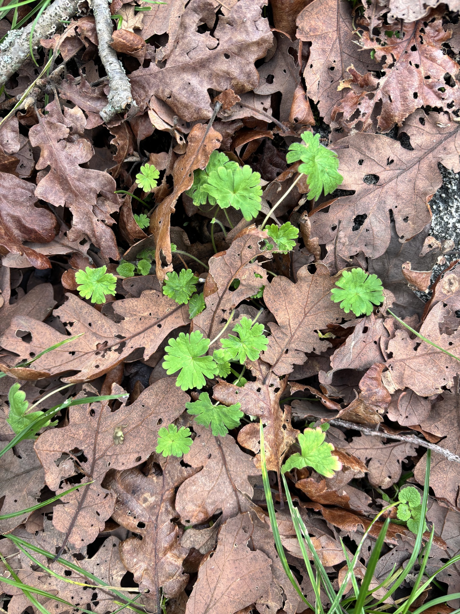 Dove's-foot cranesbill