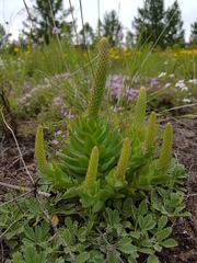 Orostachys malacophylla