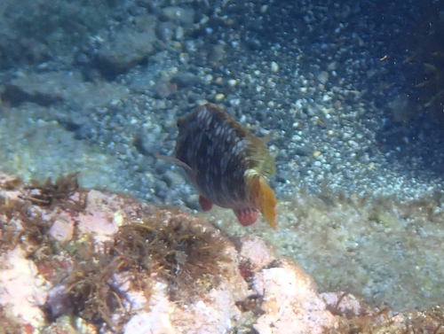 Redfin parrotfish (Sparisoma rubripinne) — Scaridae — 5
