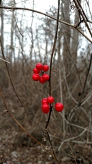 Smilax walteri