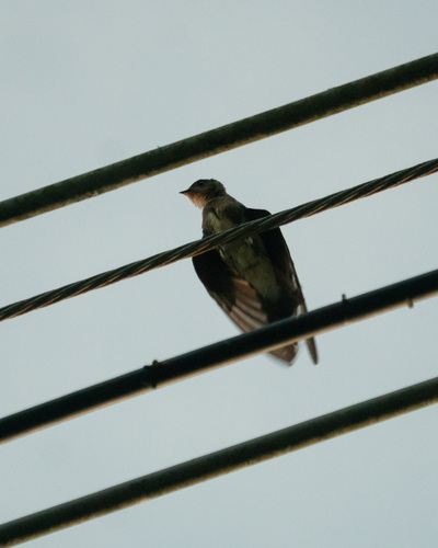 Southern Rough-winged Swallow (Stelgidopteryx ruficollis), photo 2