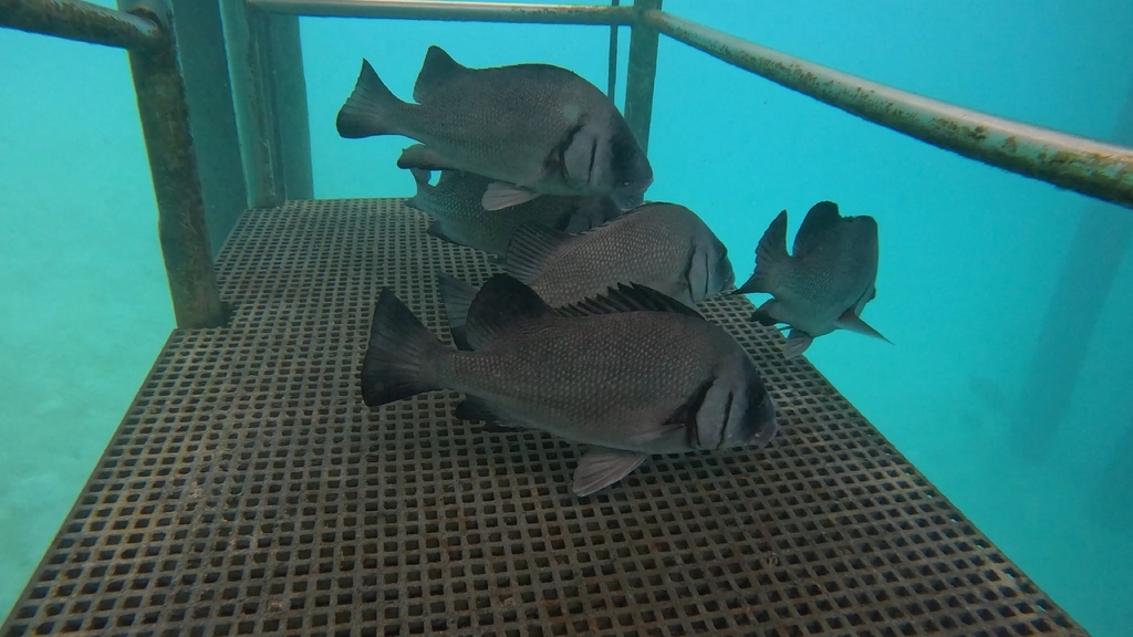Harry hotlips (Plectorhinchus gibbosus) — Haemulidae