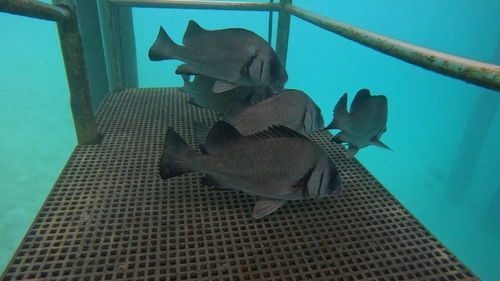 Harry hotlips (Plectorhinchus gibbosus) — Haemulidae