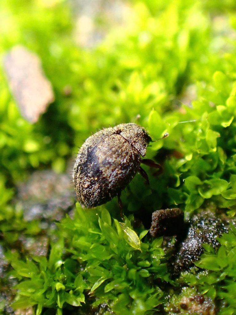 Curimopsis tenerifensis