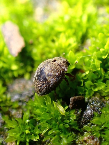 Curimopsis tenerifensis