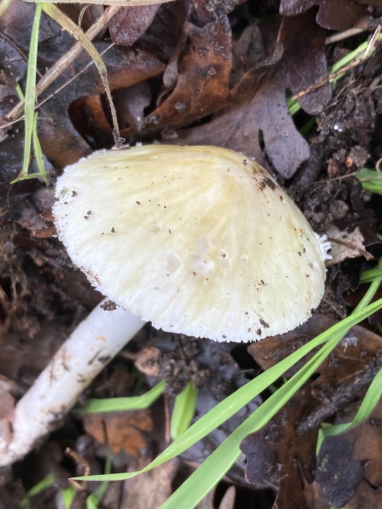 Amanita phalloides · January 2026 · photo: © serpophaga (iNaturalist, cc-by)