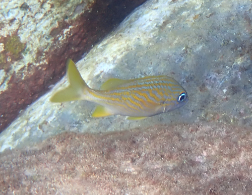 French grunt (Haemulon flavolineatum) — Haemulidae