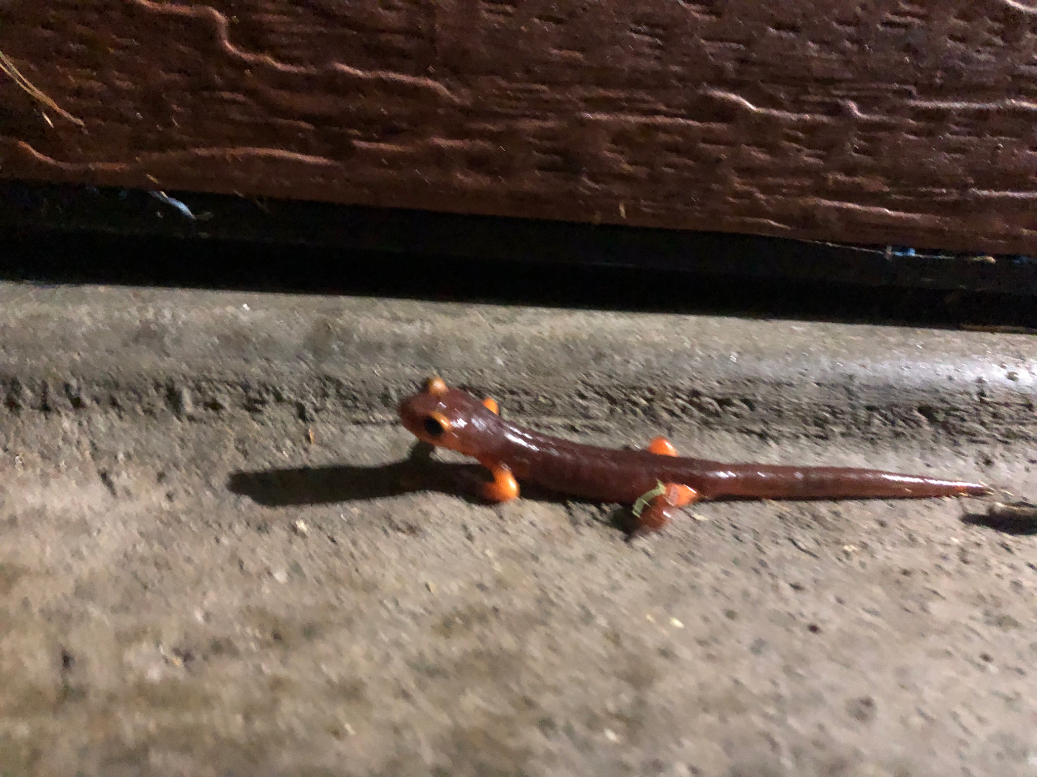 Ensatina eschscholtzii Gray, 1850