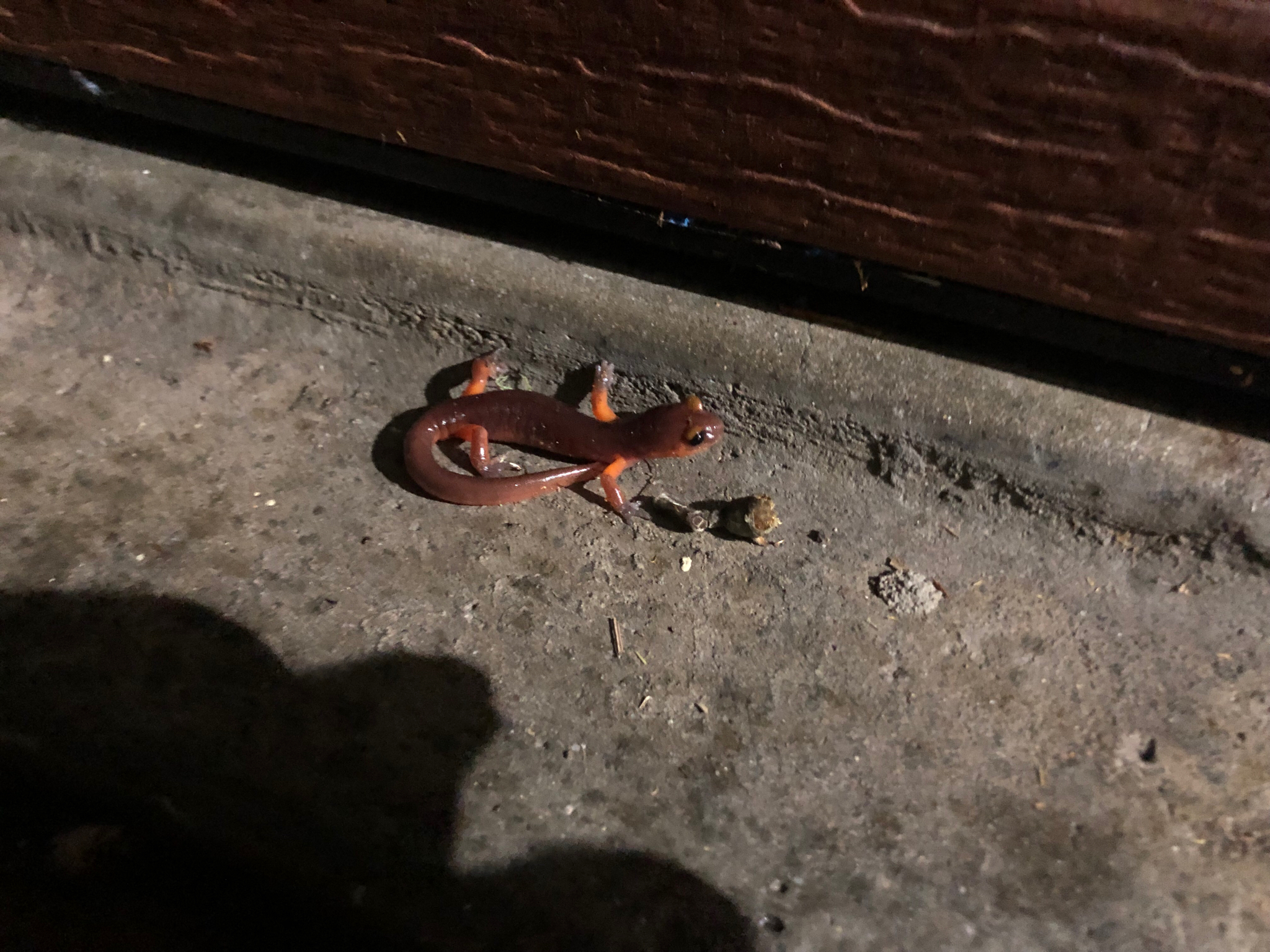Ensatina eschscholtzii Gray, 1850