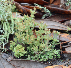 Cladonia rappii