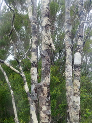 Weinmannia trichosperma
