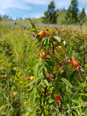 Rosa davurica