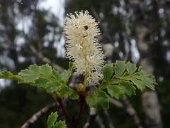 Weinmannia trichosperma
