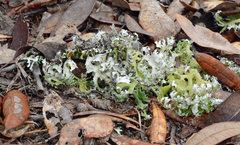 Cladonia prostrata