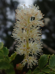 Weinmannia trichosperma
