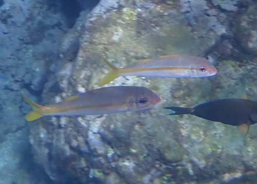 Bearfish (Mulloidichthys martinicus) — Mullidae