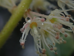 Weinmannia trichosperma