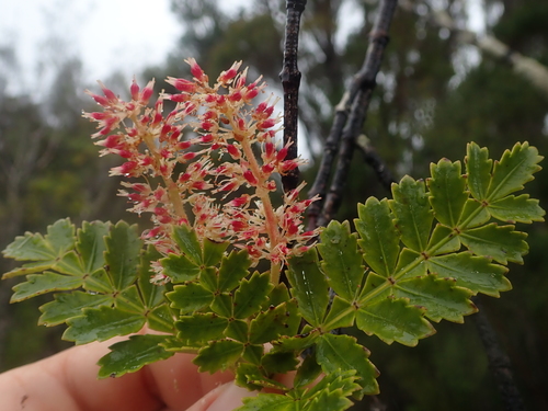 Tineo (Weinmannia trichosperma)