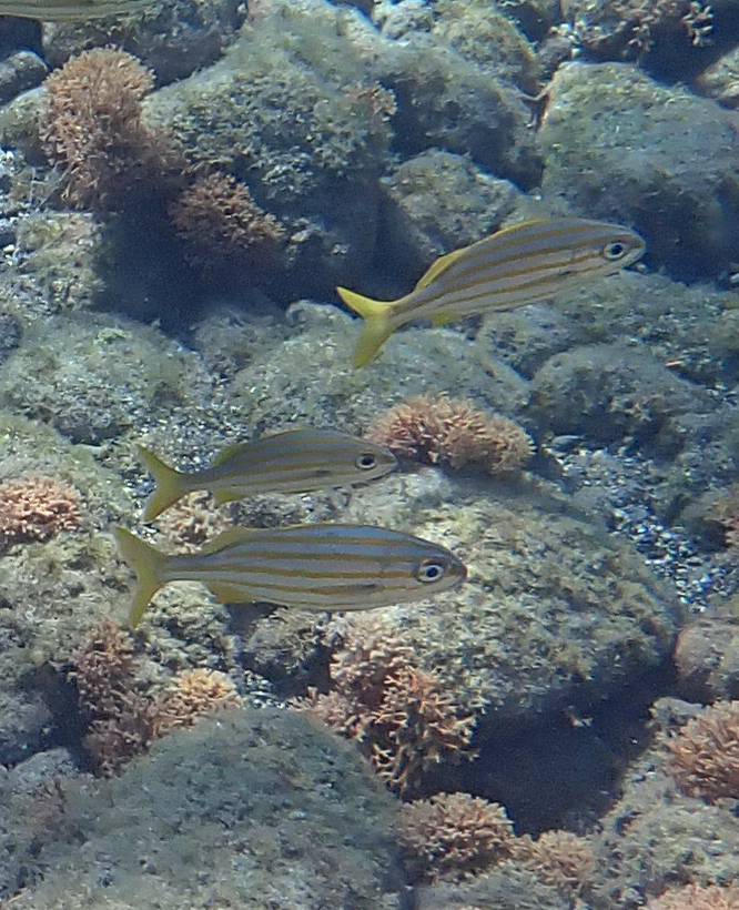 Smallmouth grunt (Haemulon chrysargyreum) — Haemulidae