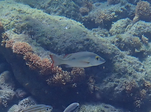 Lantern jaw (Lutjanus mahogoni) — Lutjanidae