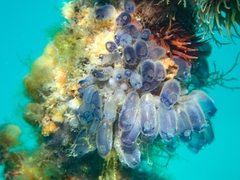 Clavelina moluccensis