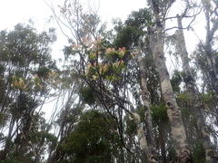 Weinmannia trichosperma