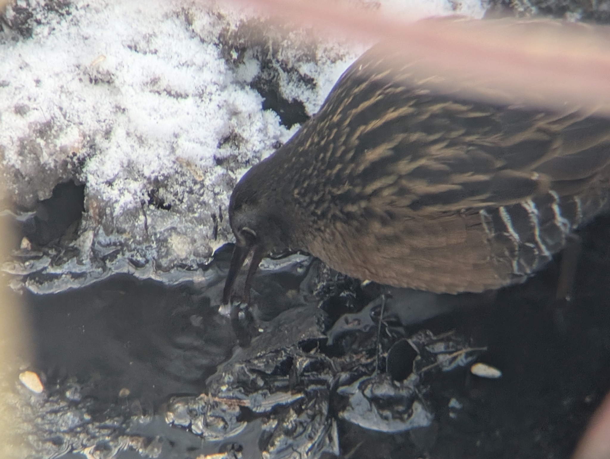 Virginia Rail (Rallus limicola), photo 1