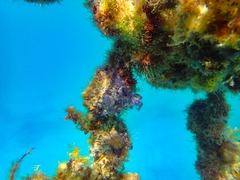 Clavelina moluccensis