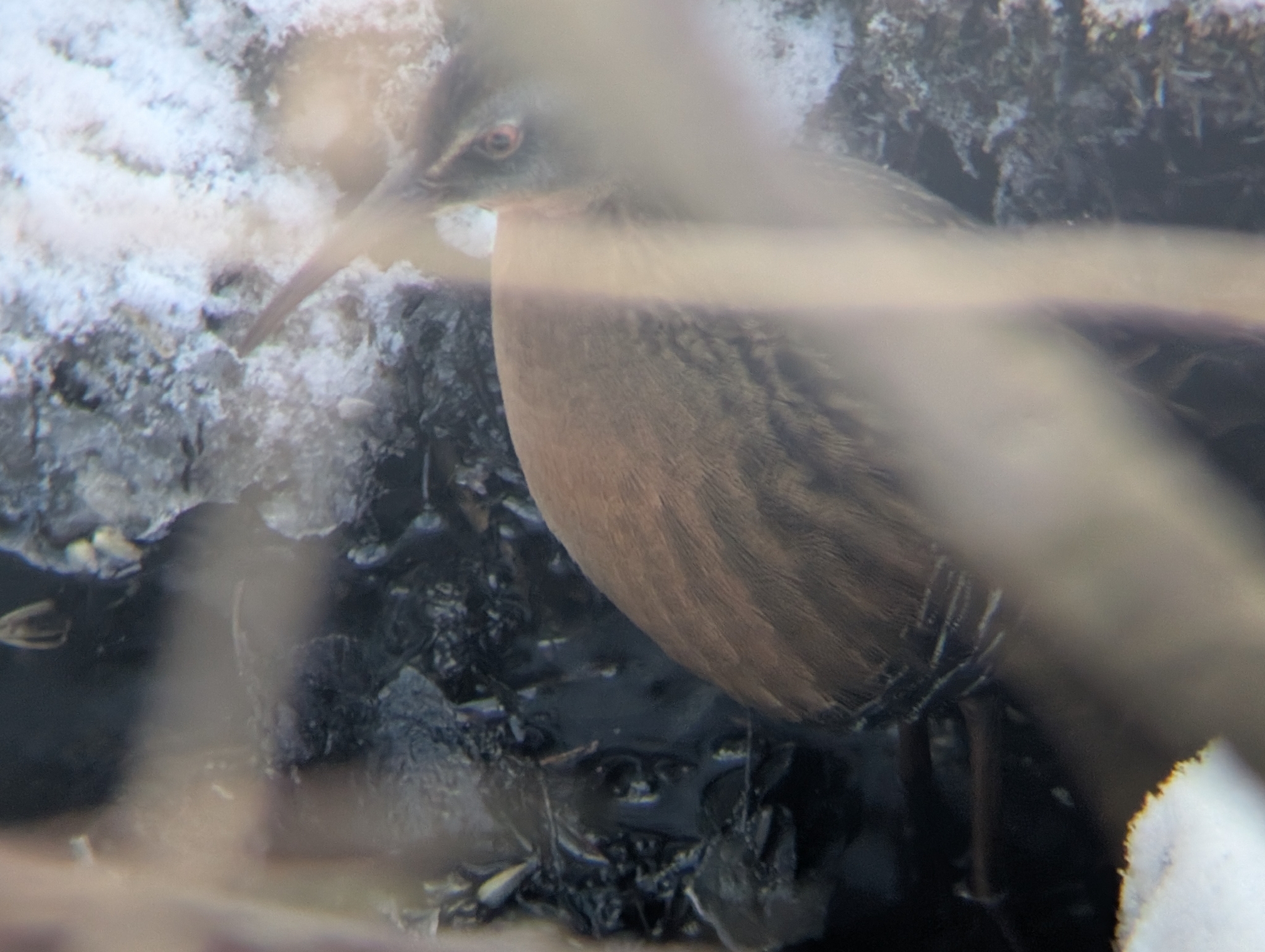 Virginia Rail (Rallus limicola), photo 2