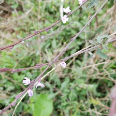 Verbena menthifolia