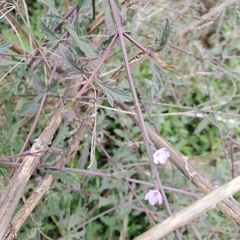 Verbena menthifolia