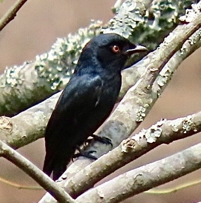 Fork-tailed Drongo