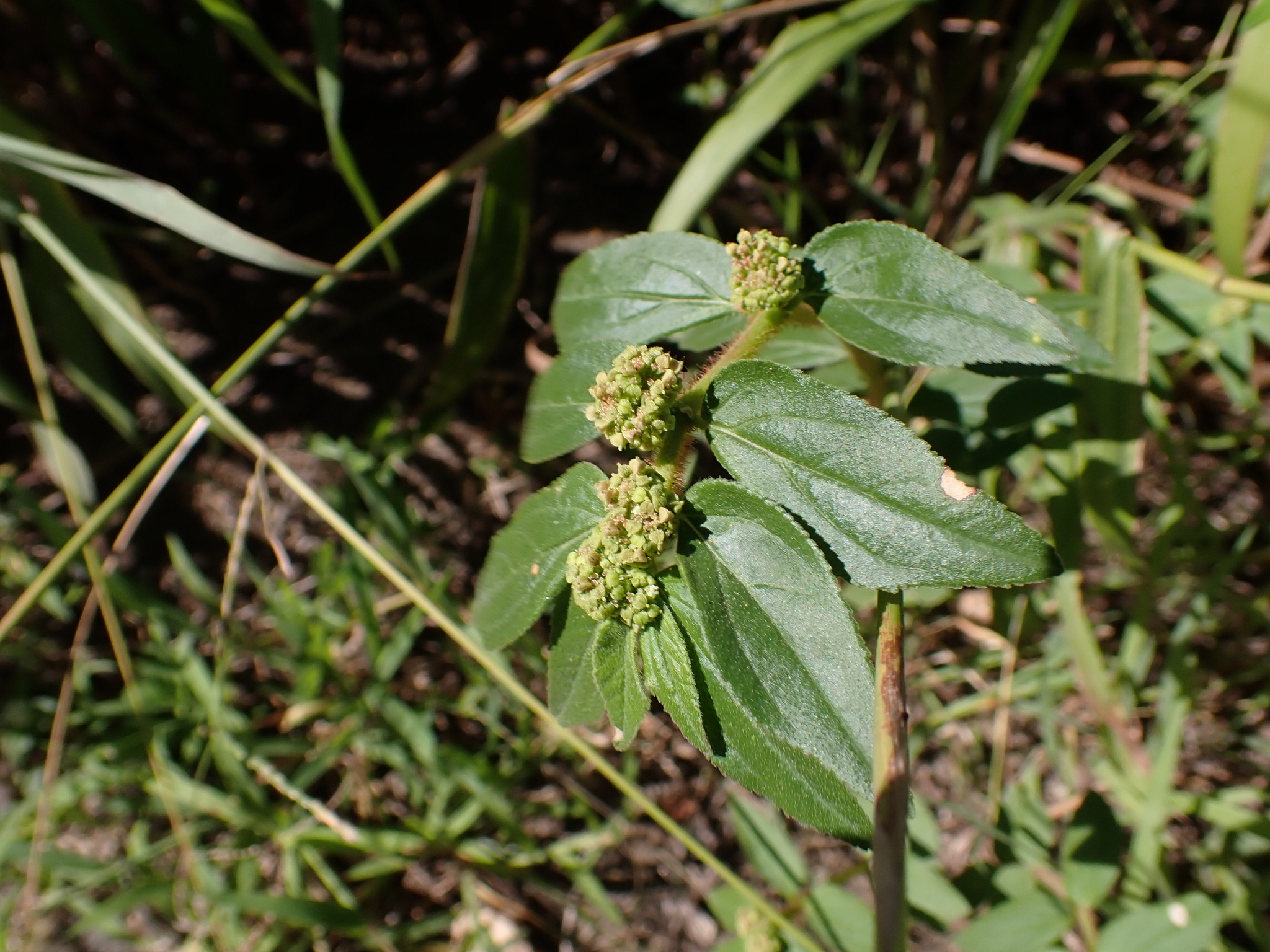Asthma plant