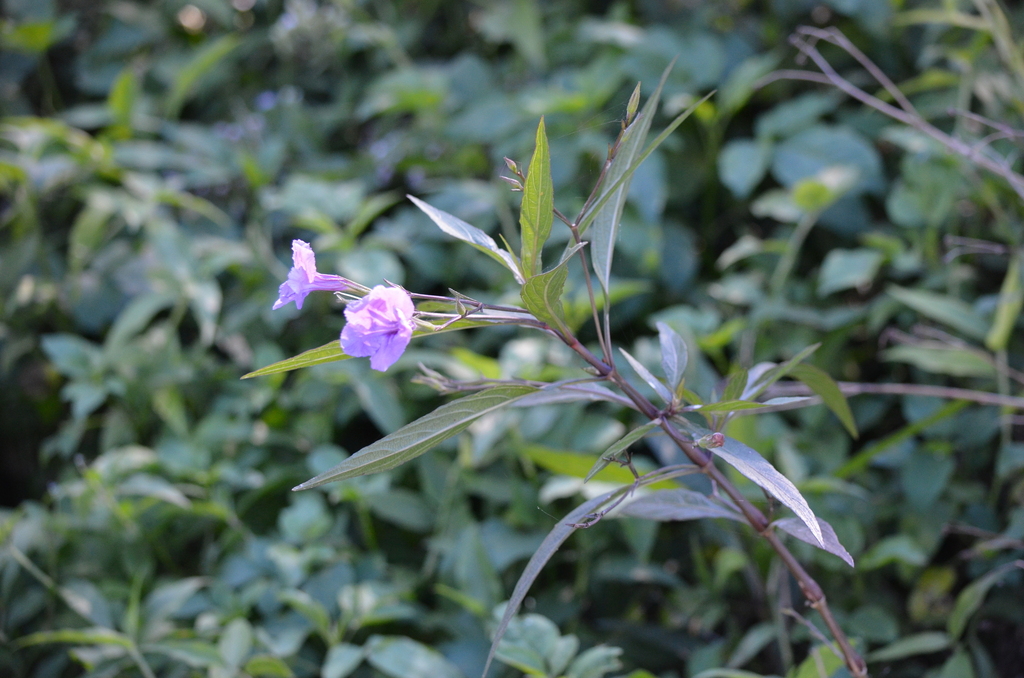 Ruellia simplex – Ruellia simplex