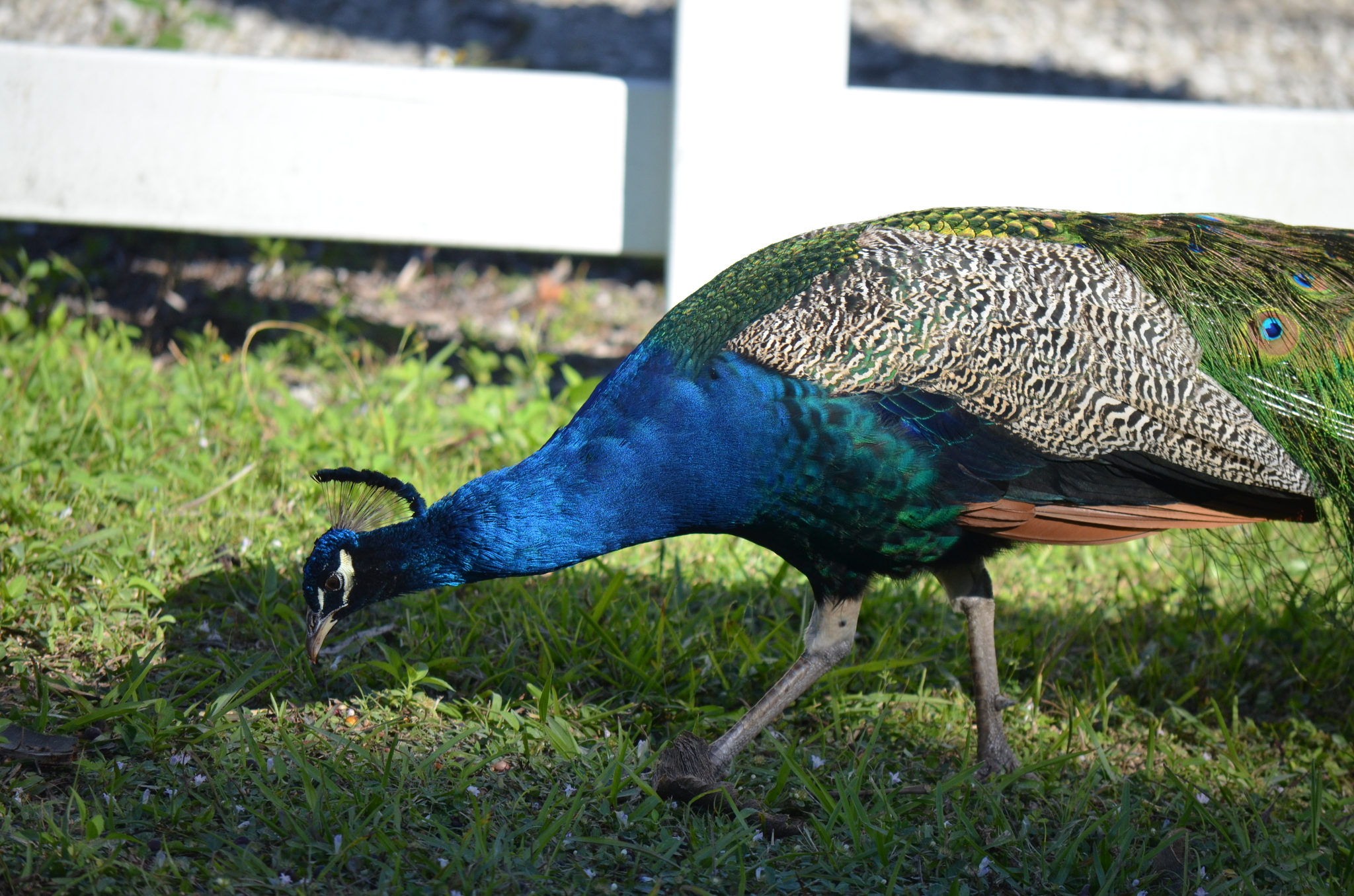 Indian Peafowl (Pavo cristatus), photo 4