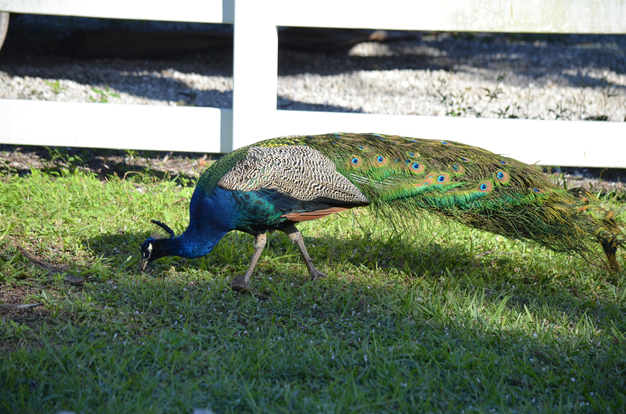 Indian Peafowl (Pavo cristatus), photo 3