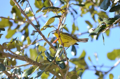 Prairie Warbler (Setophaga discolor)