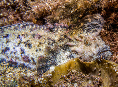 Aploactisoma milesii