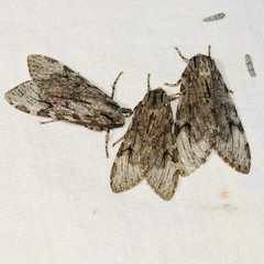 Pseudohemihyalea splendens