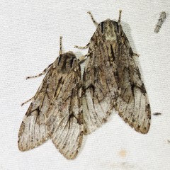 Pseudohemihyalea splendens