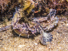 Aploactisoma milesii